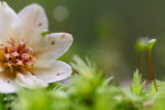 Sassafras flower on moss, Styx Valley