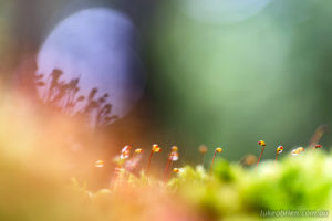 Macro shot of the moss in the rainforest