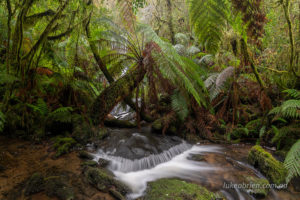 The rainforest clad Gold Creek Falls in the Styx Valley