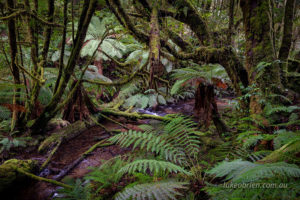 The beautiful green rainforest along Gold Creek