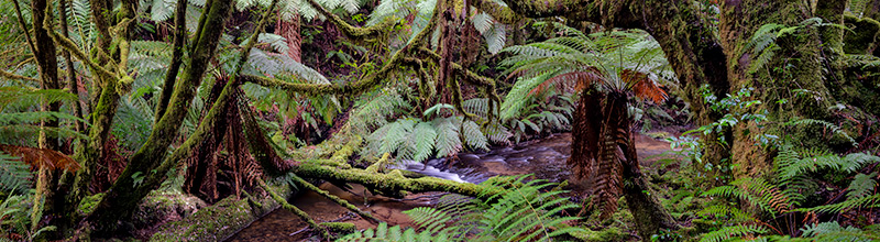 Rainforest along Gold Creek, Styx Valley