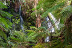 Regnans Falls in Tasmania's Styx Valley of the giants