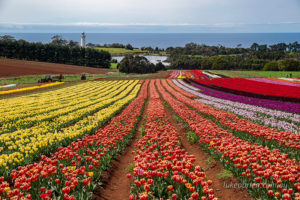 The tulips and lighthouse at Table Cape