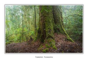 Tasmanian Greeting Cards Tarkine Rainforest, Corinna