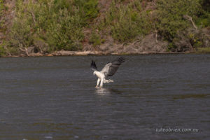 white bellied sea eagle arthur river