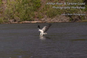 White Bellied Sea Eagle on the Arthur River Cruise