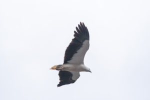 white bellied sea eagle arthur river