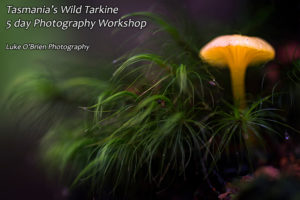 Tarkine fungi photography workshop Tasmania