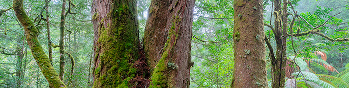 Tarkine Rainforest Photography Workshop Tasmania