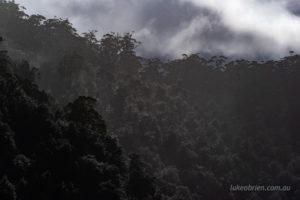 Mist rising from the rainforest along the Pieman River