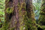 tarkine que rainforest logging tasmania