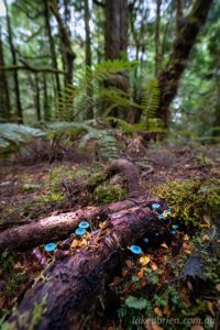 Tiny blue mushrooms (Mycena interrupta) in the forest