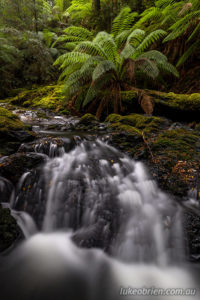 Rainforest cascades, takayna