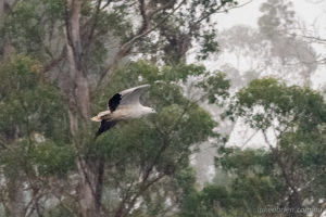 White bellied sea eagle Pieman River Cruise Tarkine