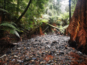 Warra Creek in Tasmania's Tarkine region after the floods of October 2022