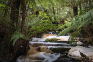 Warra Falls and tree ferns in Tasmania's Tarkine region