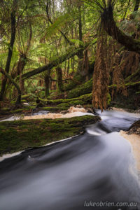 Warra Creek - tree ferns fill the rainforest