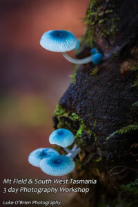 mycena interrupta autumn fungi photography tour mount field