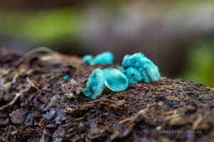 chlorociboria aeruginascens blue disc fungi tarkine tasmania
