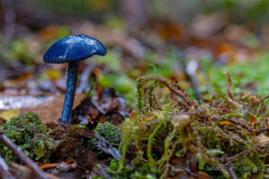Blue fungi, Tarkine rainforest Tasmania