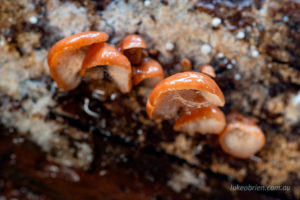 brown/orange fungi Twisted Sister track south west Tasmania