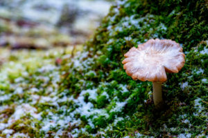 Snow capped little mushroom, South West Tasmania