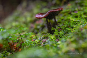 tiny brown fungi st columba falls tasmania