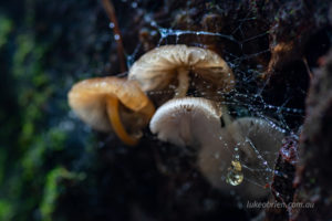 Tasmanian fungi St Columba Falls