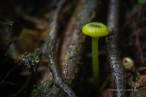 Tasmanian fungi Hygrocybe graminicolor St Columba Falls
