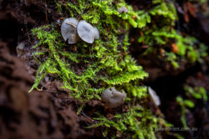 Browny black disc fungi again at St Columba Falls