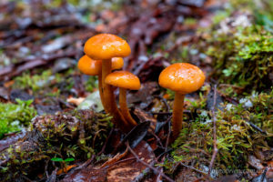 Orange fungi, Twisted Sister Track, South West Tasmania