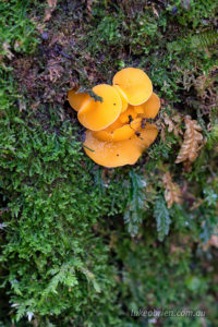 orange disc fungi Discinella terrestris st columba falls tasmania