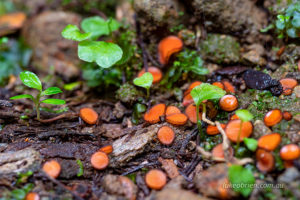 Scutellinia scutellata eyelash fungi tasmania