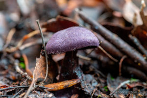 Purple mushroom Snug