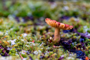 fungi, Twisted Sister Track, South West Tasmania