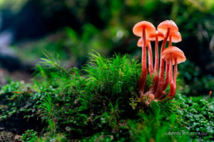 Brilliantly contrasting fungi and moss, Twisted Sister track