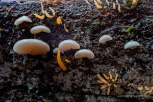 Tasmanian fungi, Twisted Sister track