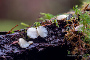 white disc fungi mt field tasmania 