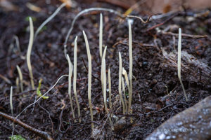 Macrotyphula juncea Styx Valley fungi