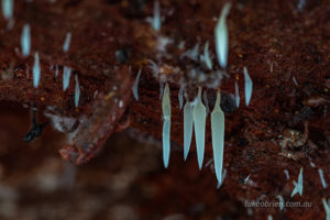 Mucronella pendula Styx Valley fungi
