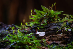 white Hymenoscyphus fungi in the moss
