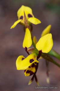tiger orchid waverley flora reserve