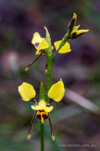 tiger orchid waverley flora reserve