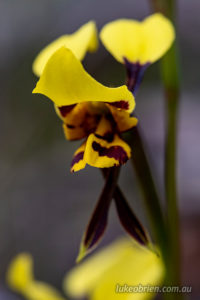 Tiger orchid at Waverley Flora Park
