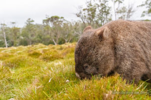 Tasmanian bare-nosed wombat at Cradle Mountain