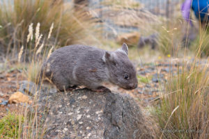 Wombat Rescue Tasmania